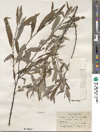 Salix lemmonii image