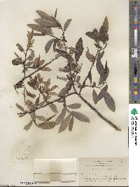 Salix lemmonii image