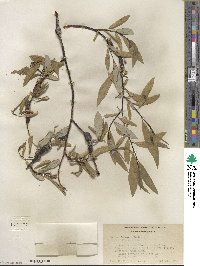 Salix lemmonii image