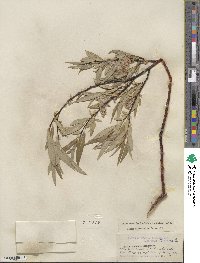 Salix lemmonii image