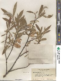 Salix lemmonii image