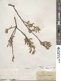 Salix lemmonii image