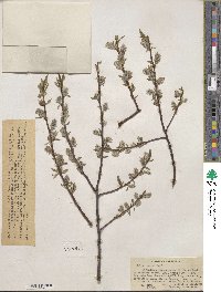 Salix lemmonii image