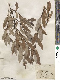 Salix lemmonii image