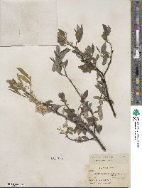 Salix lemmonii image