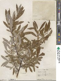 Salix lemmonii image