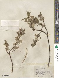 Salix lemmonii image