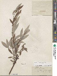 Salix lemmonii image