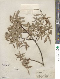 Salix lemmonii image