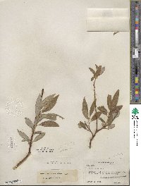 Salix lemmonii image