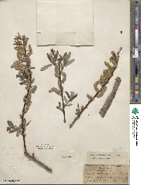 Salix lemmonii image