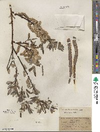 Salix lemmonii image