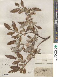 Salix lemmonii image