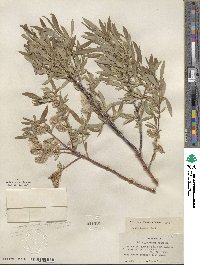 Salix lemmonii image