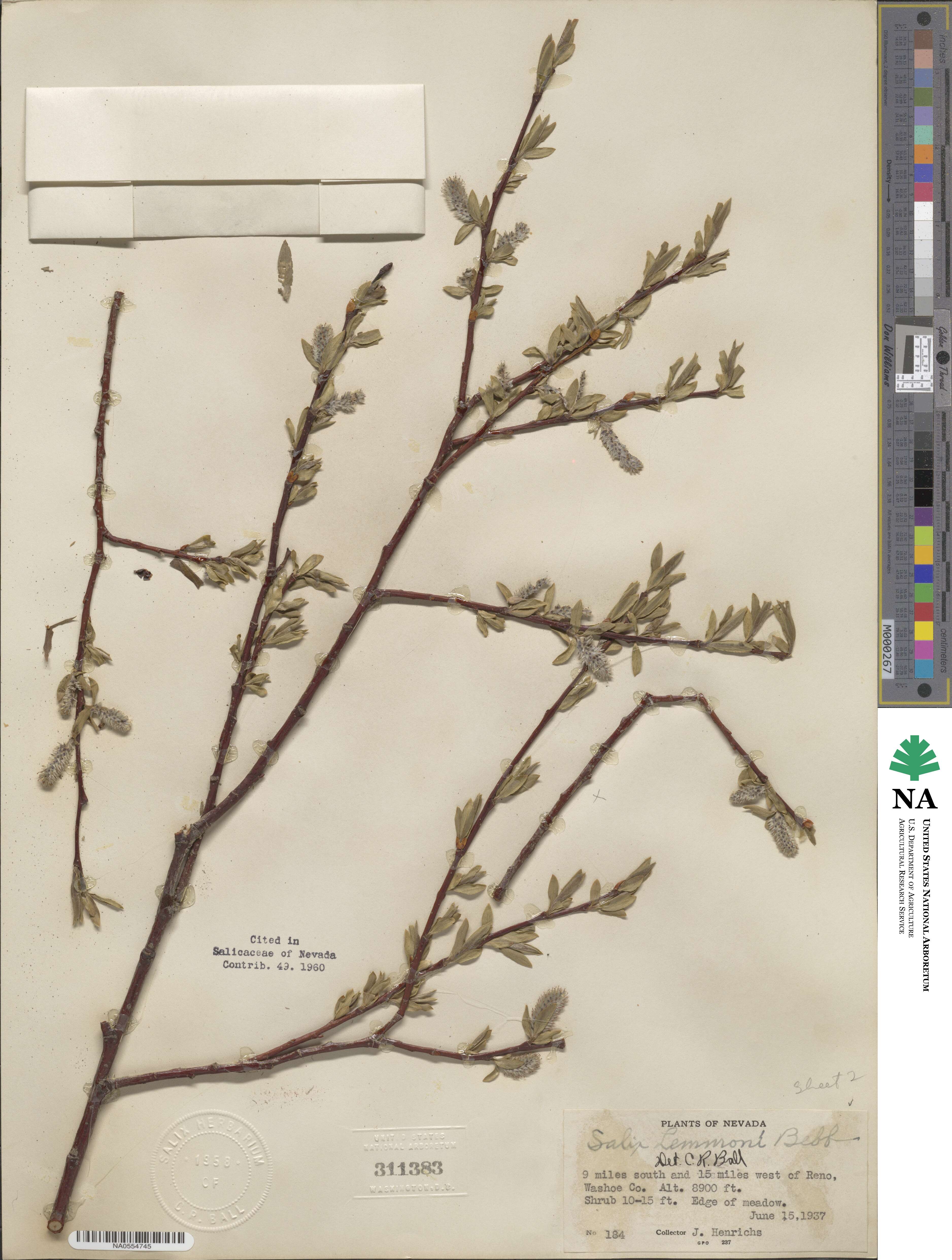 Salix lemmonii image