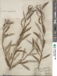 Salix lemmonii image