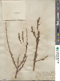 Salix lemmonii image