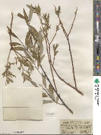 Salix lemmonii image