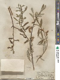 Salix lemmonii image