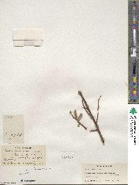 Salix lemmonii image