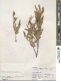 Salix lemmonii image