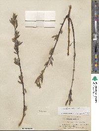 Salix lemmonii image