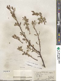 Salix lemmonii image