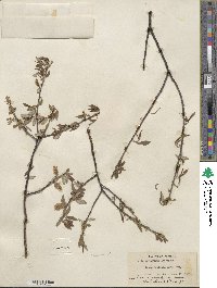 Salix lemmonii image