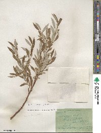 Salix lemmonii image