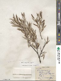 Salix lemmonii image