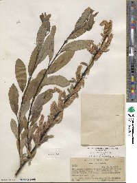 Salix lemmonii image