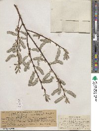 Salix lemmonii image