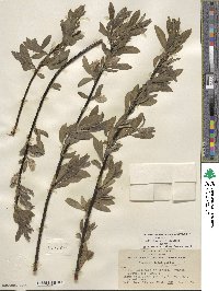 Salix lemmonii image