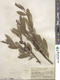 Salix lemmonii image