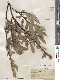 Salix lemmonii image