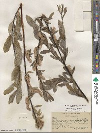 Salix lemmonii image