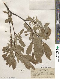 Salix lemmonii image