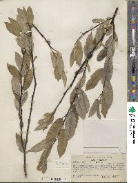 Salix lemmonii image