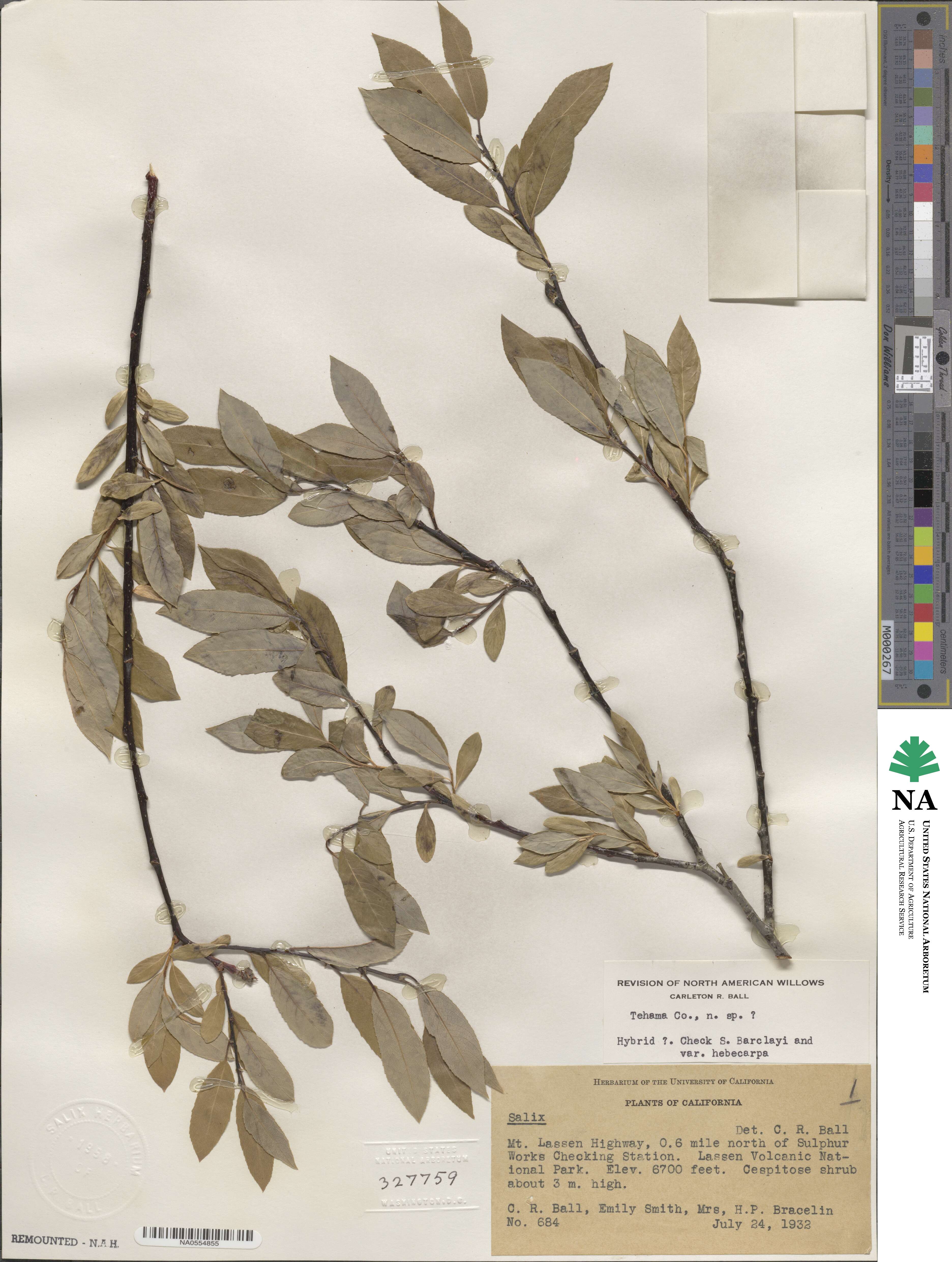 Salix lemmonii image