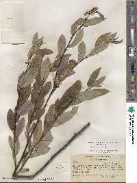 Salix lemmonii image