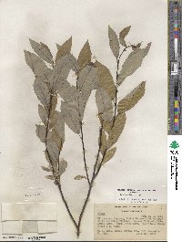 Salix lemmonii image