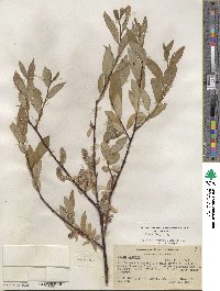 Salix lemmonii image