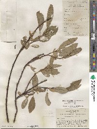 Salix lemmonii image