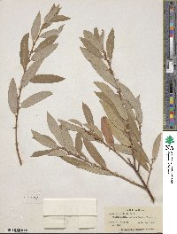 Salix ligulifolia image