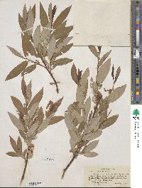 Salix ligulifolia image