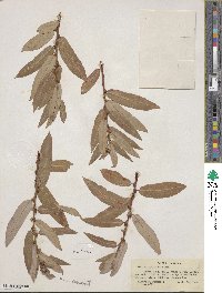 Salix ligulifolia image