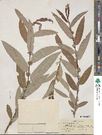 Salix ligulifolia image