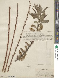 Salix ligulifolia image