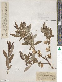 Salix ligulifolia image