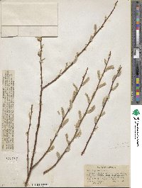 Salix ligulifolia image